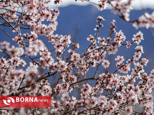 شکوفه های بهاری