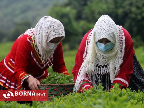 برداشت نخستین برگ چای در سال ۱۴۰۰