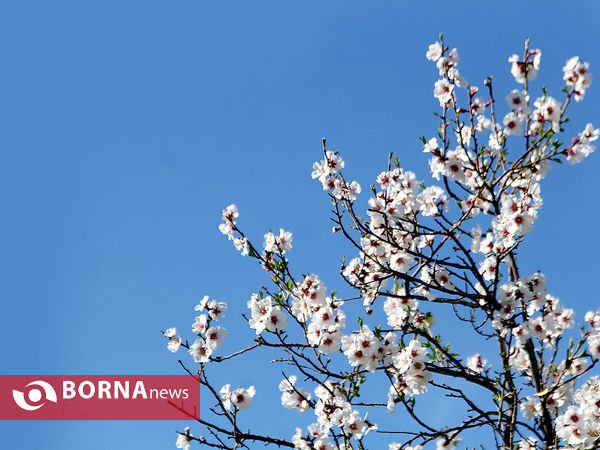 شکوفه‌های بهاری در شیراز