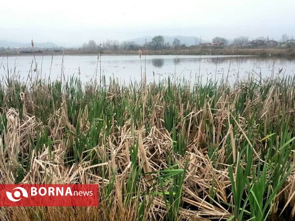 تالاب حاجی آباد لاهیجان