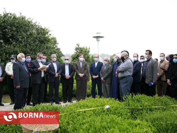 برداشت نخستین برگ چای در سال ۱۴۰۰