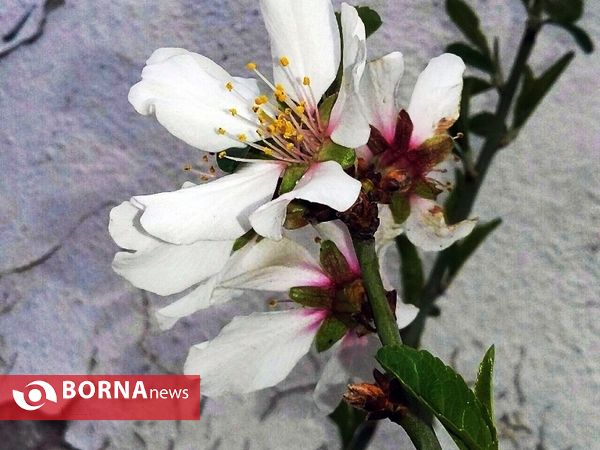 رویش گلهای بهاری
