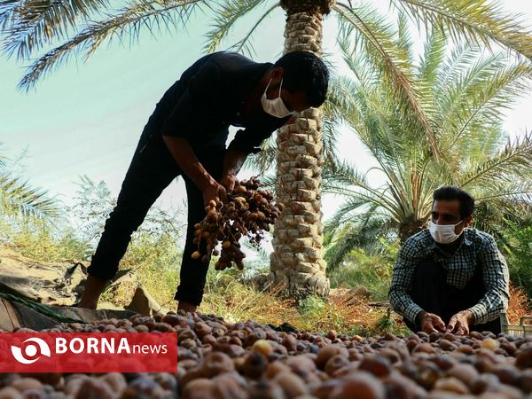 برداشت خارک و رطب روستای امام حسن(ع)