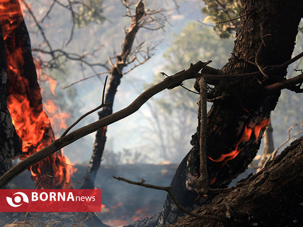 آتش سوزی در جنگل های شلم در استان ایلام
