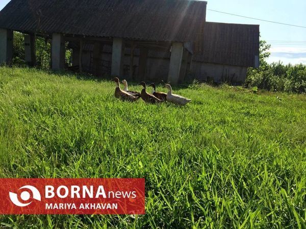 پسیخان رشت جاذبه طبیعی و گردشگری استان گیلان