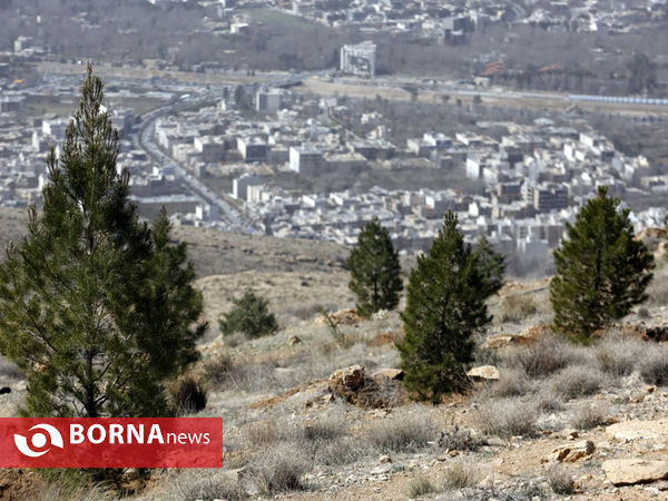 آیین روز درختکاری در شیراز