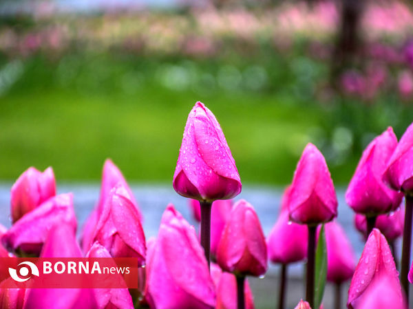 جشنواره گل‌های لاله