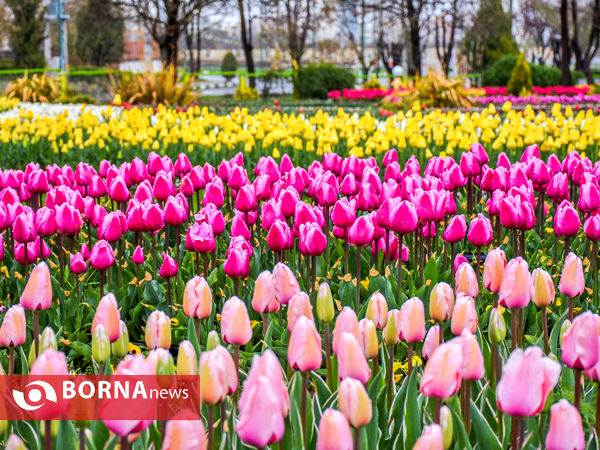 جشنواره گل‌های لاله