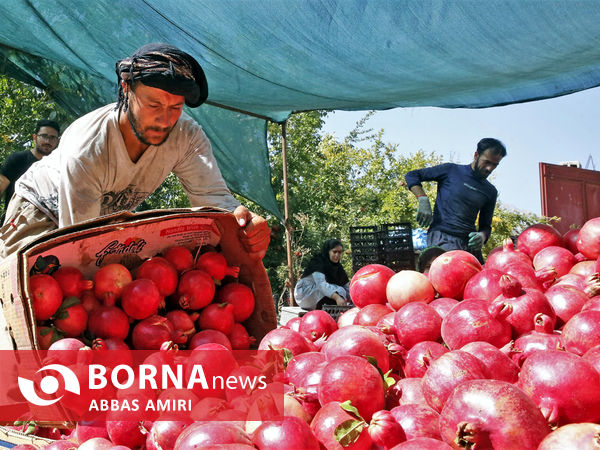 دقیقه 90 برداشت انار کوهمره سرخی