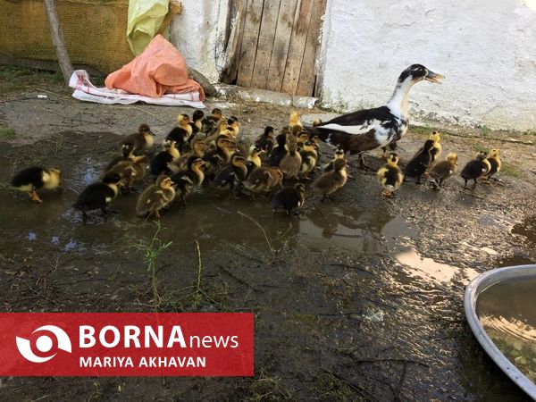 پسیخان رشت جاذبه طبیعی و گردشگری استان گیلان