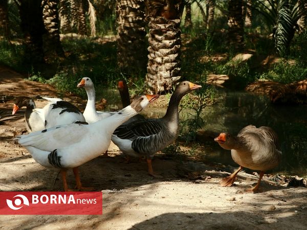 برداشت خارک و رطب روستای امام حسن(ع)