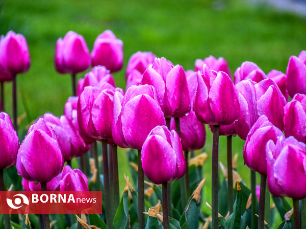 جشنواره گل‌های لاله