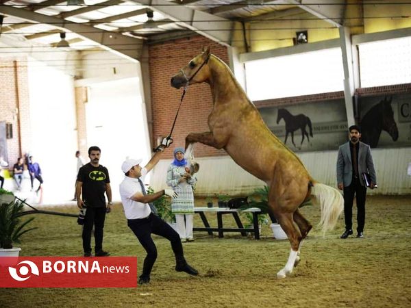 چهارمین جشنواره بزرگ اسب اصیل ترکمن پایتخت