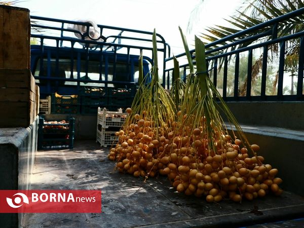 برداشت خارک و رطب روستای امام حسن(ع)
