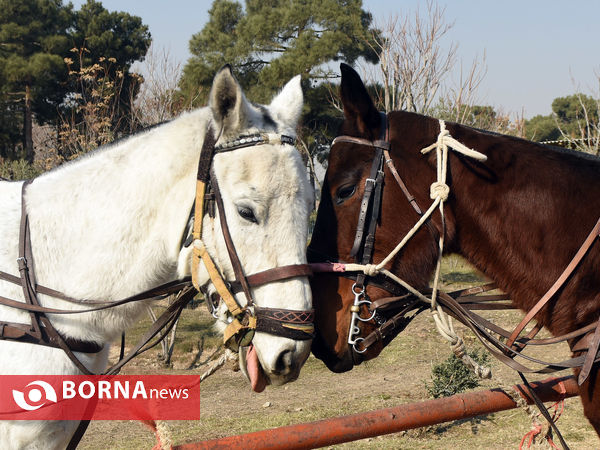 رقابتهای چوگان بانوان قهرمانی استان تهران