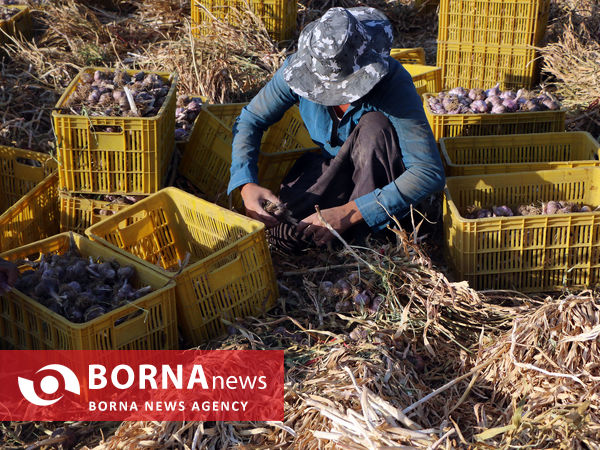 تیمورلو، پایتخت سیر ایران