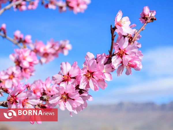 شکوفه های بهاری