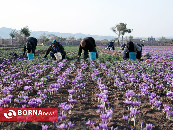 آغاز فصل برداشت طلای سرخ