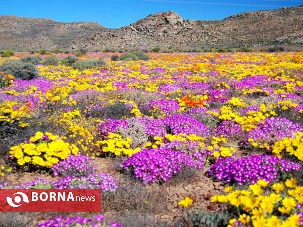 گل‌های کمیاب Namaqualand در نامیبیا