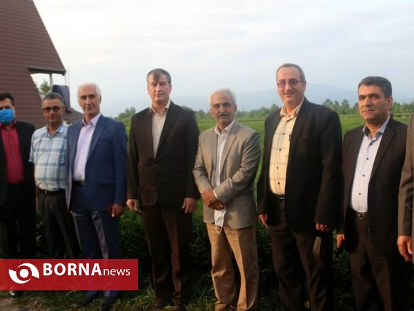 بازدید معاون وزیر جهاد کشاورزی از باغات چای در لاهیجان
