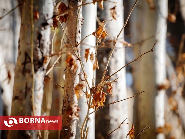 آخرین لحظات پاییزی