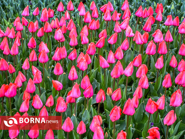 جشنواره گل‌های لاله