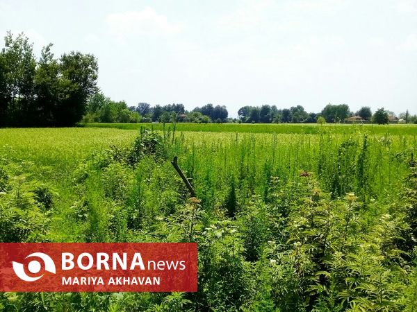 پاشاکی روستایی در شرق استان گیلان