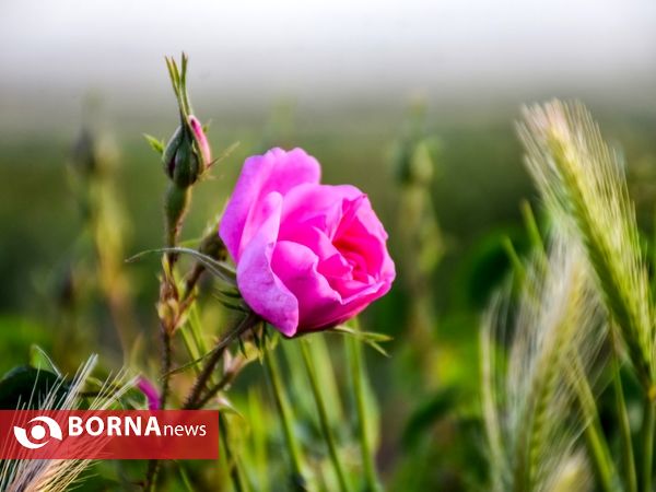 برداشت گل محمدی در دلیجان