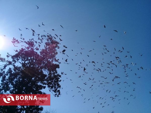 هوای گرم و آفتابی امروز رشت