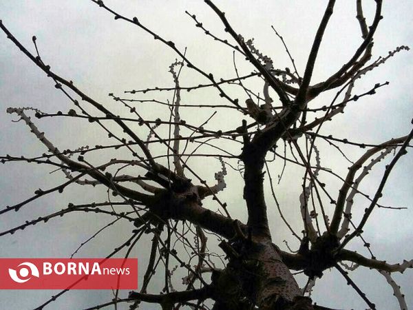 رویش گلهای بهاری
