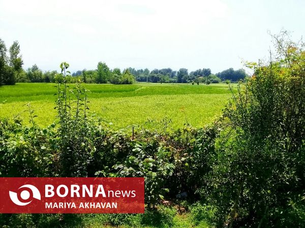پاشاکی روستایی در شرق استان گیلان