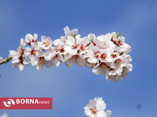 شکوفه های بهاری