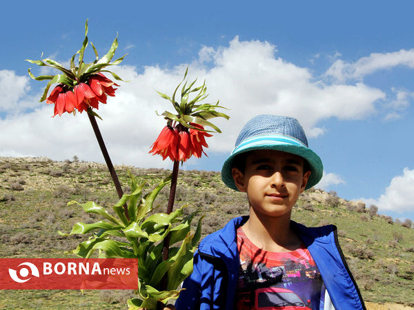 رویش لاله های واژگون در دشت های سپیدان
