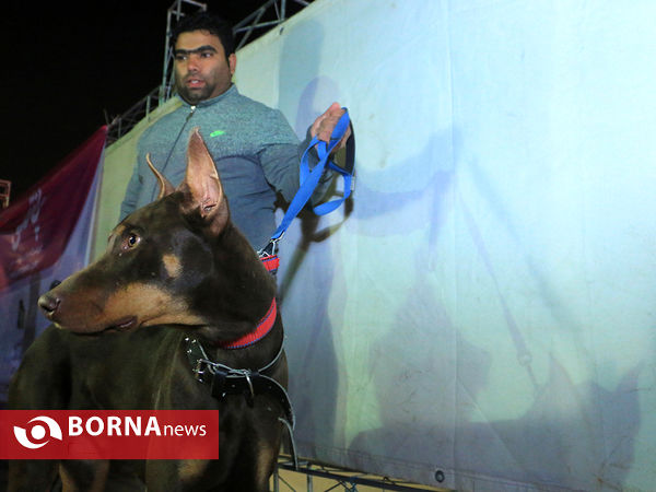 برپایی نخستین نمایشگاه حیوانات خانگی در مشهد