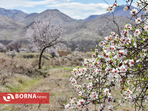 شکوفه های بهاری