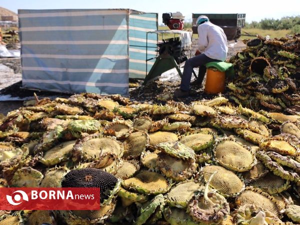برداشت تخم آفتابگردان از شهر آفتابگردان ها خوی