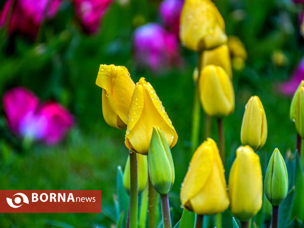 جشنواره گل‌های لاله