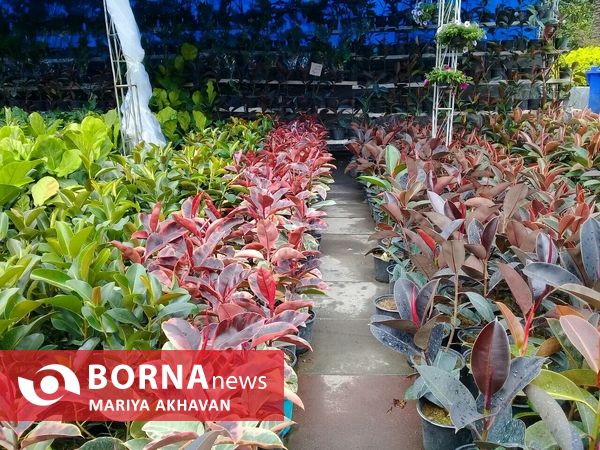 جشنواره گل و گیاه رشت 