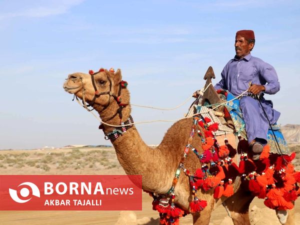 مسابقات شتر دوانی در چابهار 