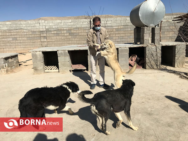 پناهگاه حیوانات در شیراز؛ جایی برای دوستی انسان و حیوان