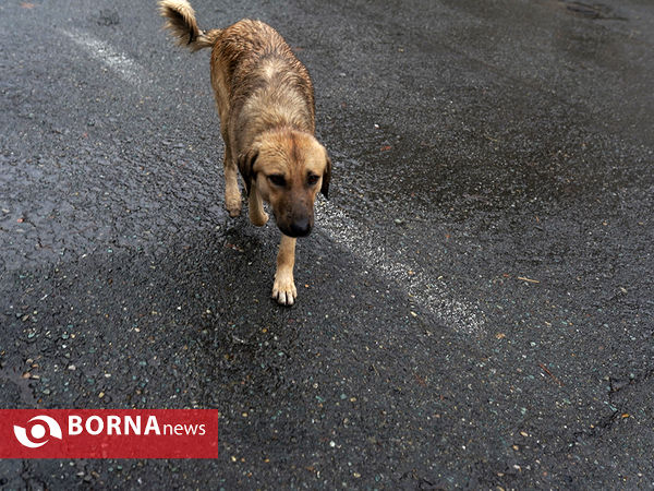تهران در شانزده آذر ۹۹