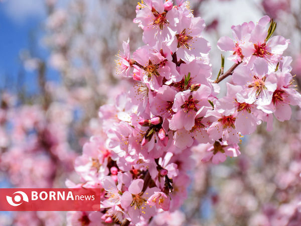 شکوفه های بهاری