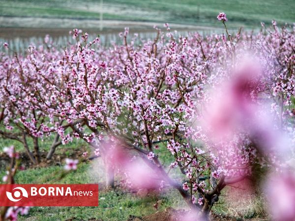 شکوفه های صورتی ارومیه