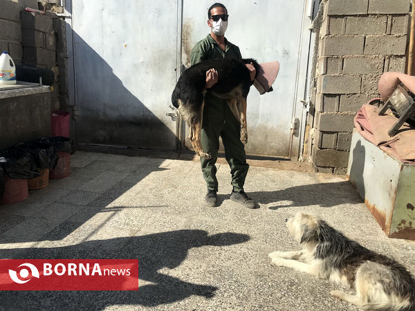 پناهگاه حیوانات در شیراز؛ جایی برای دوستی انسان و حیوان