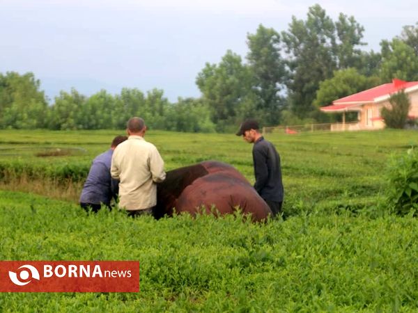 بازدید معاون وزیر جهاد کشاورزی از باغات چای در لاهیجان