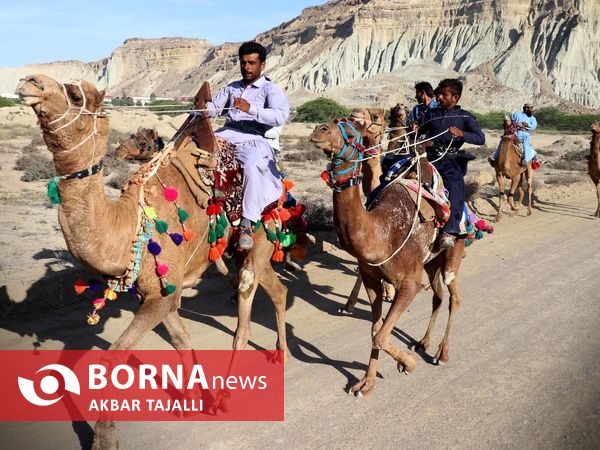 مسابقات شتر دوانی در چابهار 