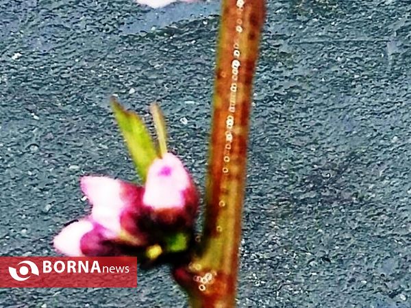 رویش گلهای بهاری