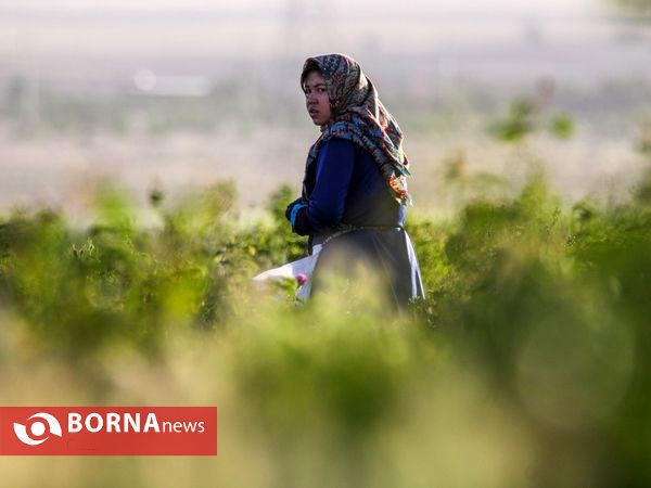 برداشت گل محمدی در دلیجان