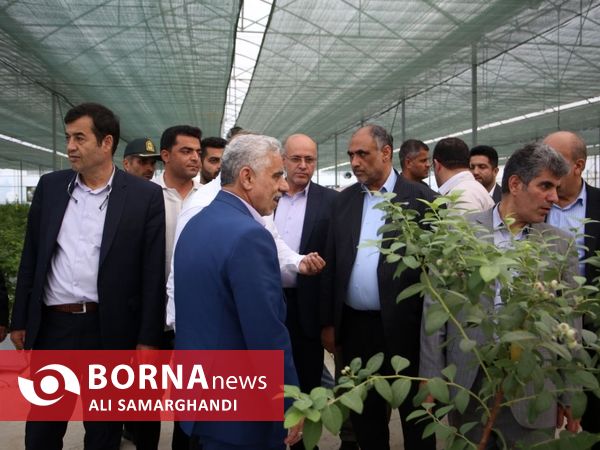 بازدید وزیر جهاد کشاورزی از ظرفیت های کشاورزی و شیلاتی بندرانزلی
