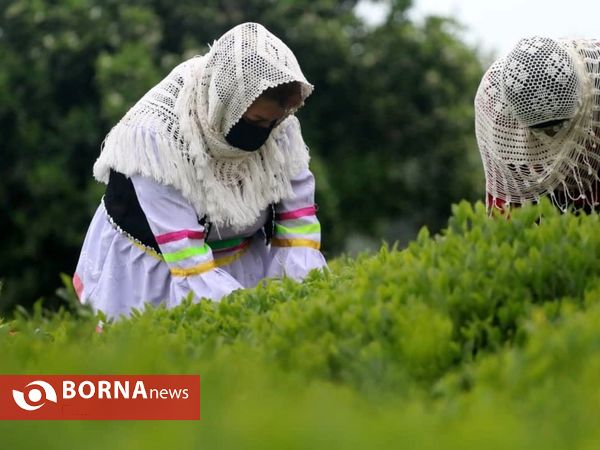 برداشت نخستین برگ چای در سال ۱۴۰۰